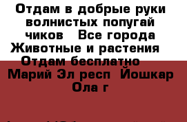 Отдам в добрые руки волнистых попугай.чиков - Все города Животные и растения » Отдам бесплатно   . Марий Эл респ.,Йошкар-Ола г.